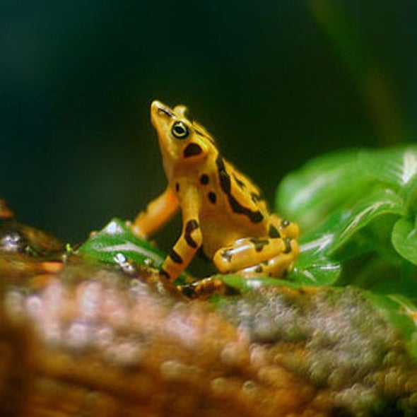 <i>Population Bomb</i> Author's Fix For Next Extinction: Educate Women
