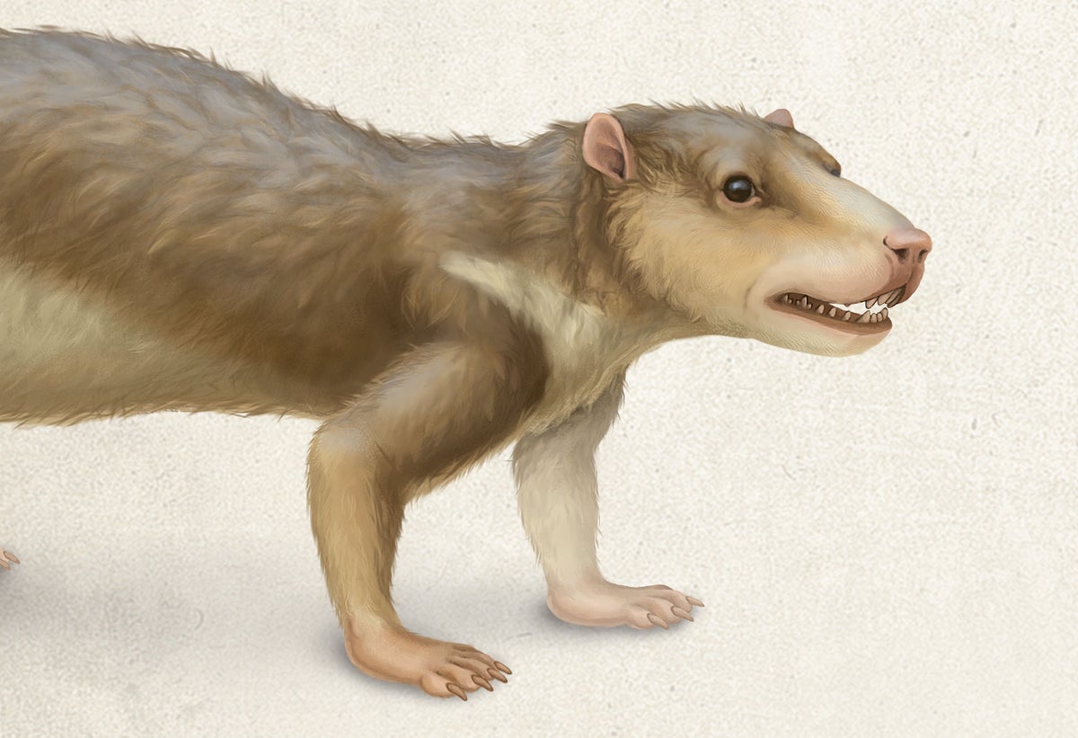 earliest mammals