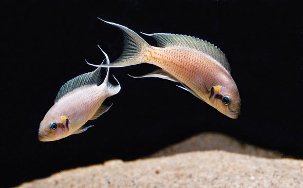 进化中最喜欢的鱼类通过“非编码”基因多样化