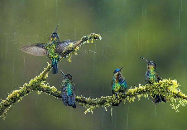 Four hummingbirds on a tree.
