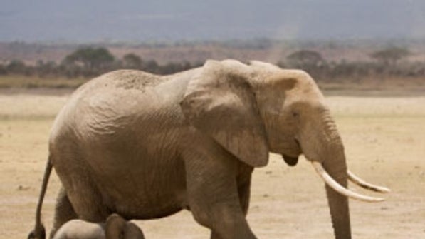 how-zoos-kill-elephants-scientific-american