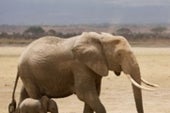 How Do Zoos Help Endangered Animals? - Scientific American