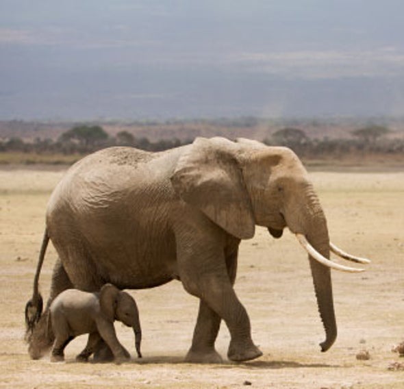 How Zoos Kill Elephants