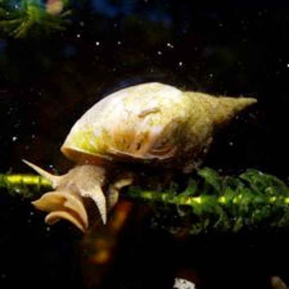 Meth-Head Snails' Enhanced Memories Offer Clue to Why Addiction Is Hard to Control