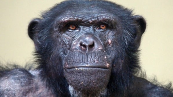 Chimps Outplay Humans in Brain Games - Scientific American