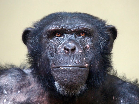 chimps outplay humans in brain games scientific american