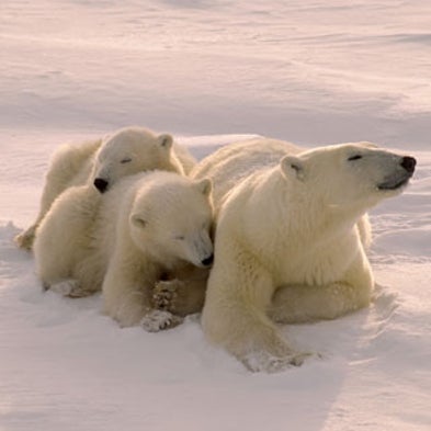 Court Orders U.S. to Stop Keeping Polar Bear Status on Ice