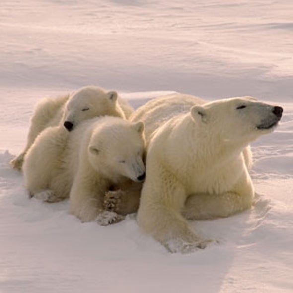 Court Orders U.S. to Stop Keeping Polar Bear Status on Ice