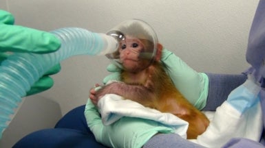 NIH Modifies But Still Defends Experiments On Monkeys - Scientific American