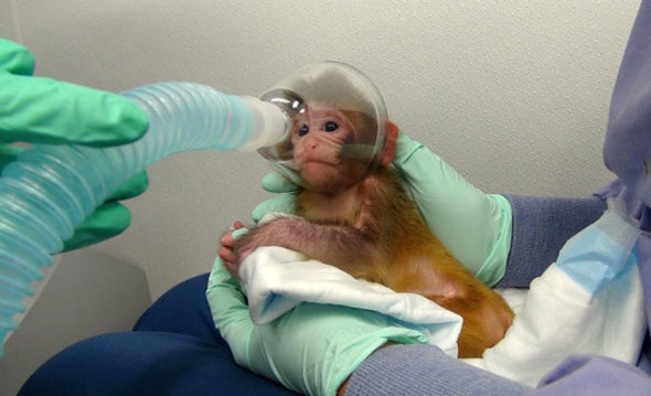 medical research monkeys