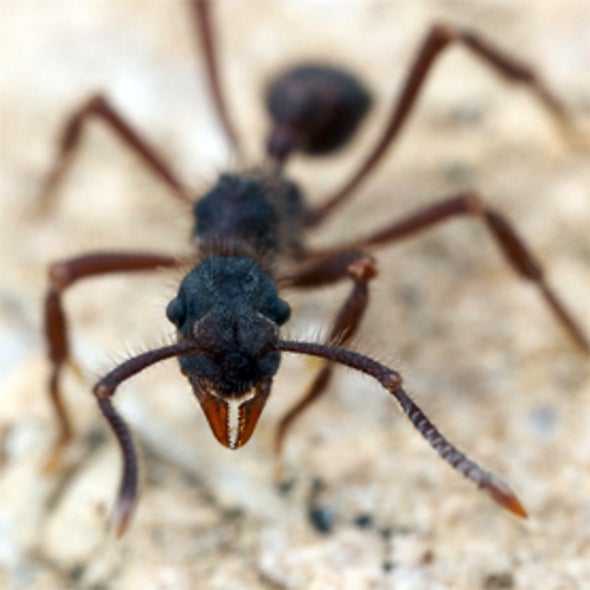 School of Ants