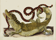 Poetry: Maria Sibylla Merian, January 1670