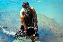 Mauritians Launch Rescue to Save Wildlife from Oil Spill