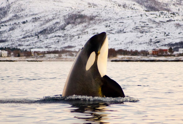 SeaWorld Ends Controversial Captive Breeding of Killer Whales