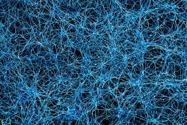 Neurons thriving in a petri dish.
