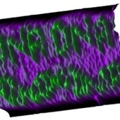 DNA