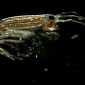 SAND FLEAS OF THE SEAS: