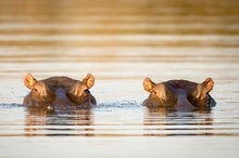 Pablo Escobar's Hippos Could Endanger Colombian Ecology