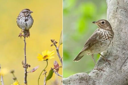 A diptych showing two small birds perched on branches.