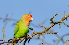 Lovebirds Adore Our Inefficient Air-Conditioning