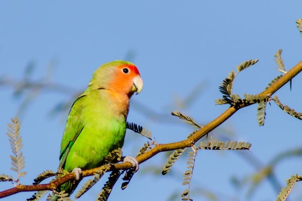 A small wild parrot called a rosy-faced lovebird sits on a branch in the daytime sun.