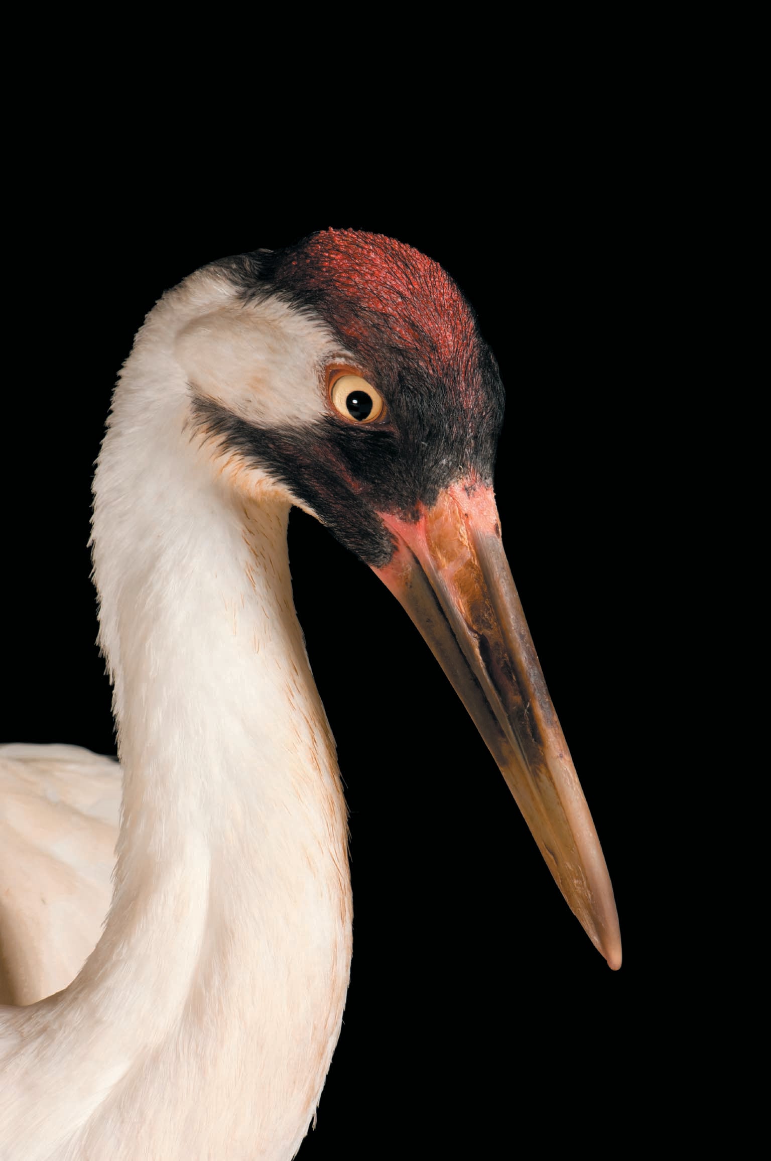 A white bird with a red and brown head and a long black and yellow beak shown against a black background.