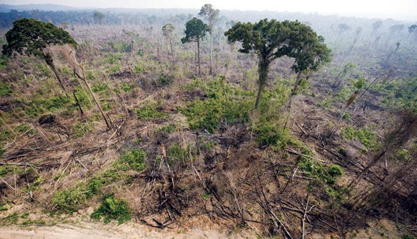 deforestation and climate change facts