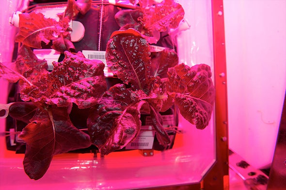 Astronauts Take First Bites of Lettuce Grown in Space