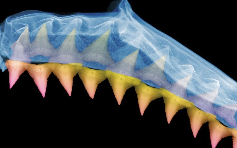 Sharks Never Run Out of Teeth - Scientific American