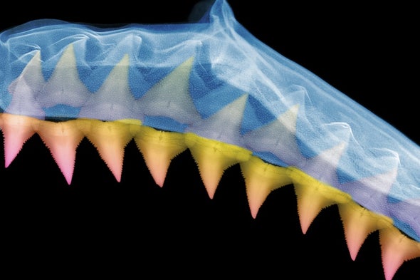 Sharks Never Run Out of Teeth