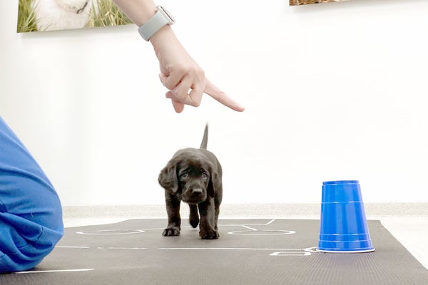 A small black puppy gazes up at the hand of a person off-screen pointing at a blue cup that is overturned on the ground.