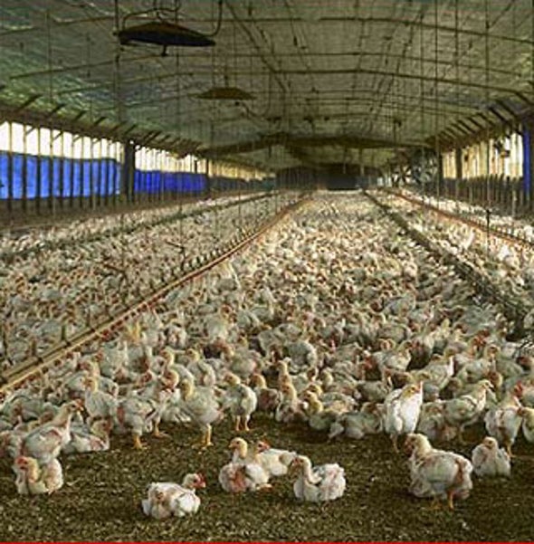 Birds of a Feather: Commercial Producers Play Chicken with Avian Flu