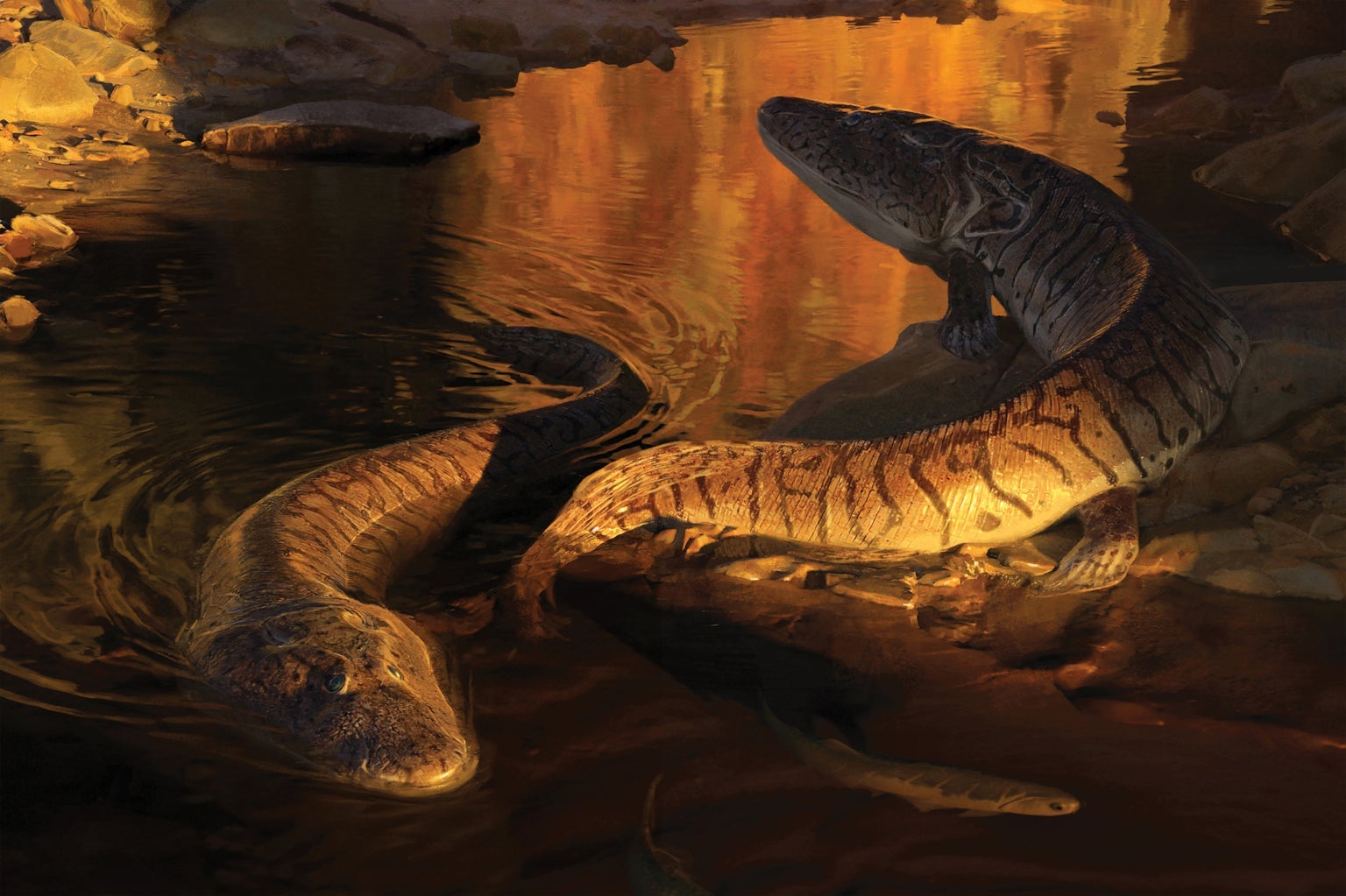 How a 380-Million-Year-Old Fish Gave Us Fingers - Scientific American