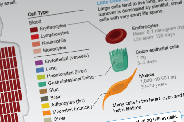 Our Bodies Replace Billions of Cells Every Day