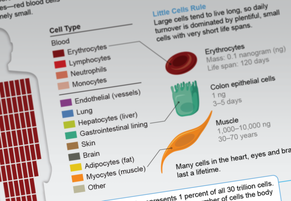 Human cell turnover graphic concept