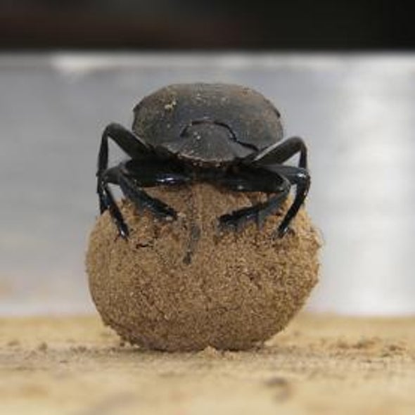 Dirty Dancing: Dung Beetles Get Down to Walk the Line