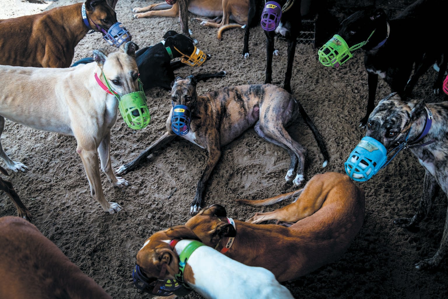 Eleven Greyhound dogs shown standing and sitting together waring muzzles.
