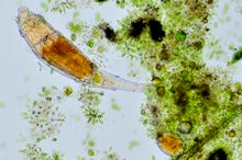 The Incredible, Reanimated 24,000-Year-Old Rotifer