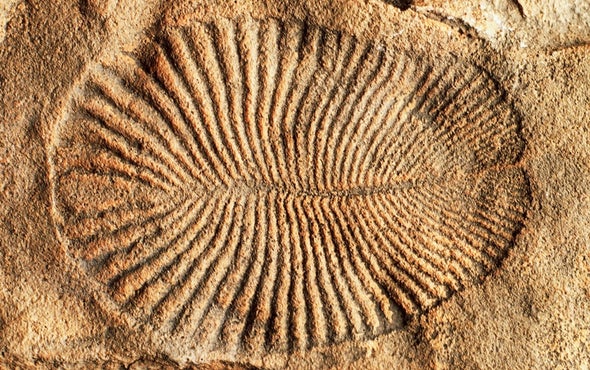 Say Hello to Dickinsonia, the Animal Kingdom's Newest (and Oldest) Member