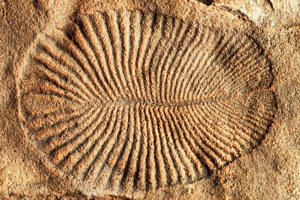 Say Hello to Dickinsonia, the Animal Kingdom's Newest (and Oldest) Member