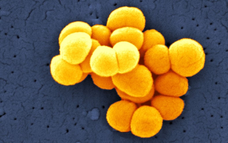 White House Goes Big on Microbiome Research - Scientific American