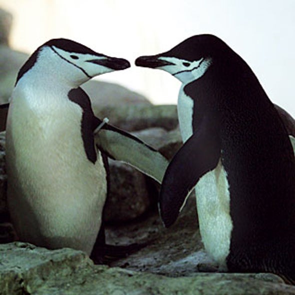 Bisexual Species: Unorthodox Sex in the Animal Kingdom - Scientific American Bisexual Species: Unorthodox Sex in the Animal Kingdom - Scientific American