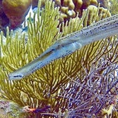 Atlantic Trumpetfish in front of a Sea Rod.