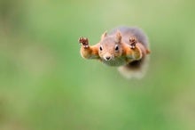 Squirrels Use Gymnastics to Navigate Treetop Canopies