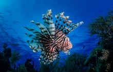 Shyness Helps Parrotfish Survive Invasive Predators