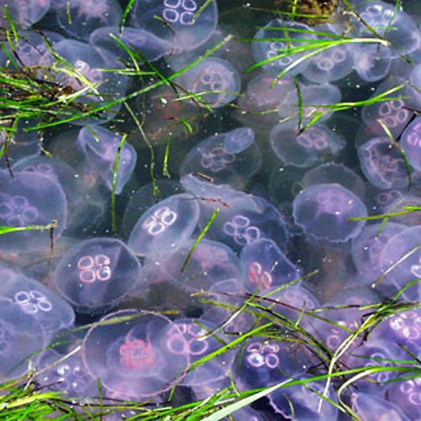 Slide Show: Jellyfish Jamboree--Are They Set to Seize the Seas?