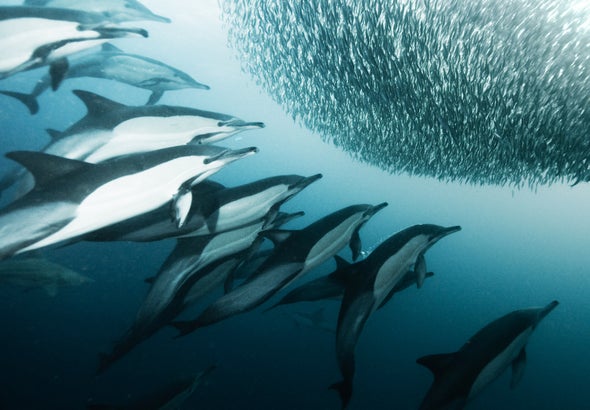 Ancient Marine Reptiles Had Familiar Gear