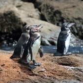 Galápagos penguin,