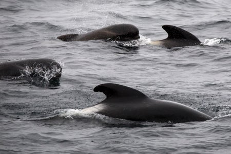 Long-finned pilot whales surfacing in the outer Beagle Channel of Argentina.