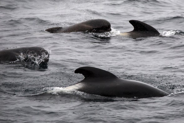 Pilot Whales Show Possible Orca-Mimicking Repertoire